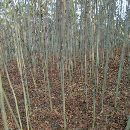 钟祥市北栾树