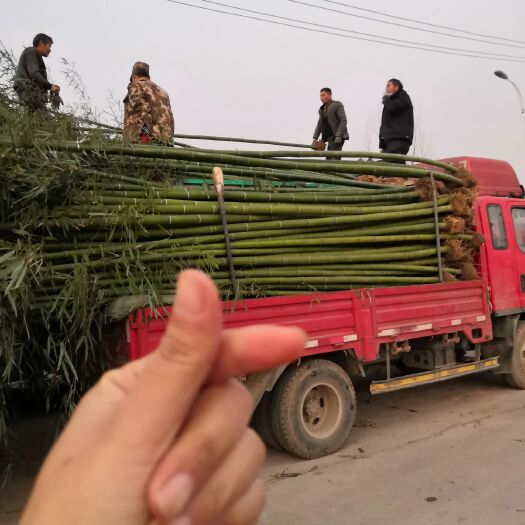 沭阳县楠竹苗 毛竹 楠竹价格 批发毛竹苗 毛竹基地 供应大毛竹苗