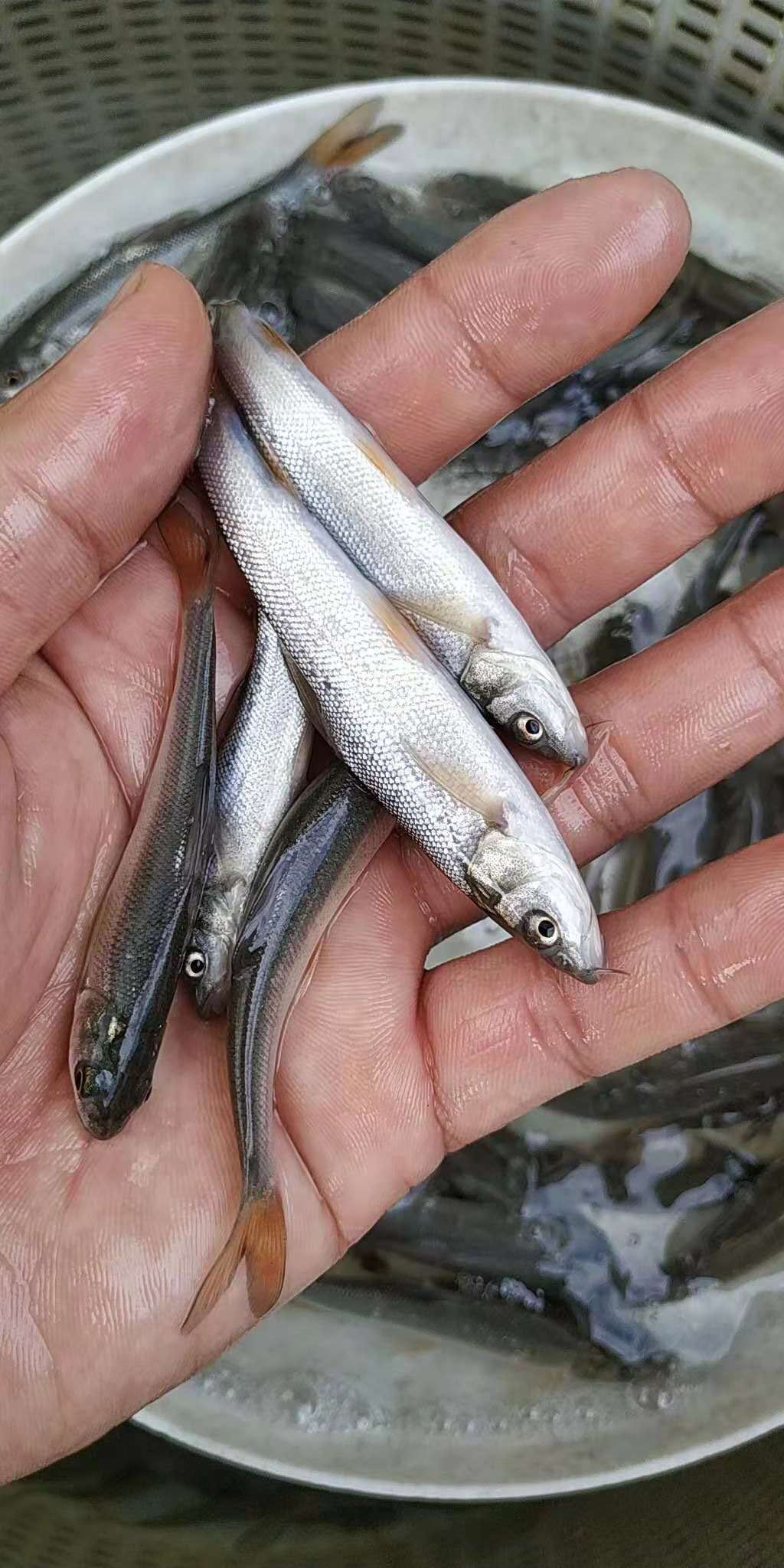 銀雪魚苗，水花粒批發(fā)，熱銷中，