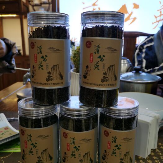 华阴市蒲公英茶  秦岭山脉蒲公英