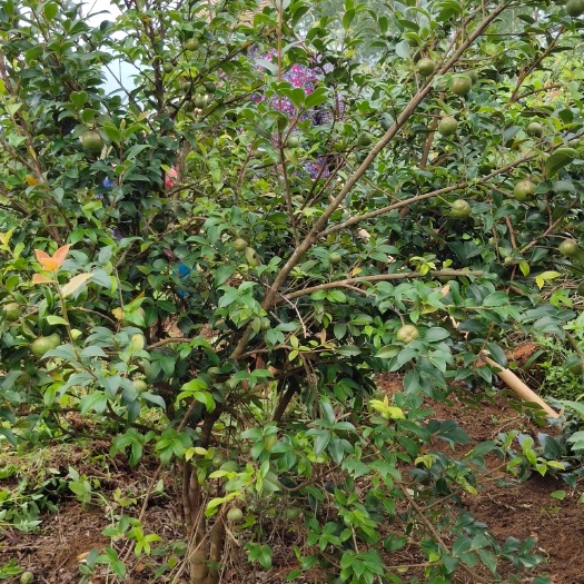 化州市 白花山茶油