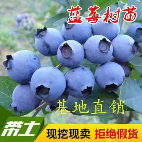 平邑县 兔眼蓝莓苗
【卖家承诺】货假、错、少、未按时发货赔付。