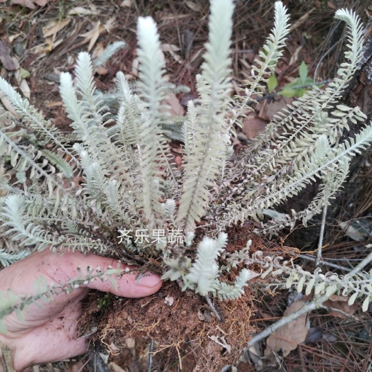 鄱阳县鹿茸草  沙氏千年霜草种苗带土苗成活率高