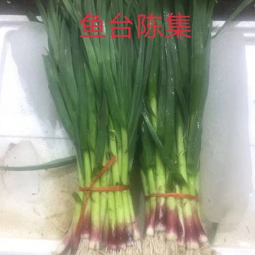 鱼台县 红根蒜苗