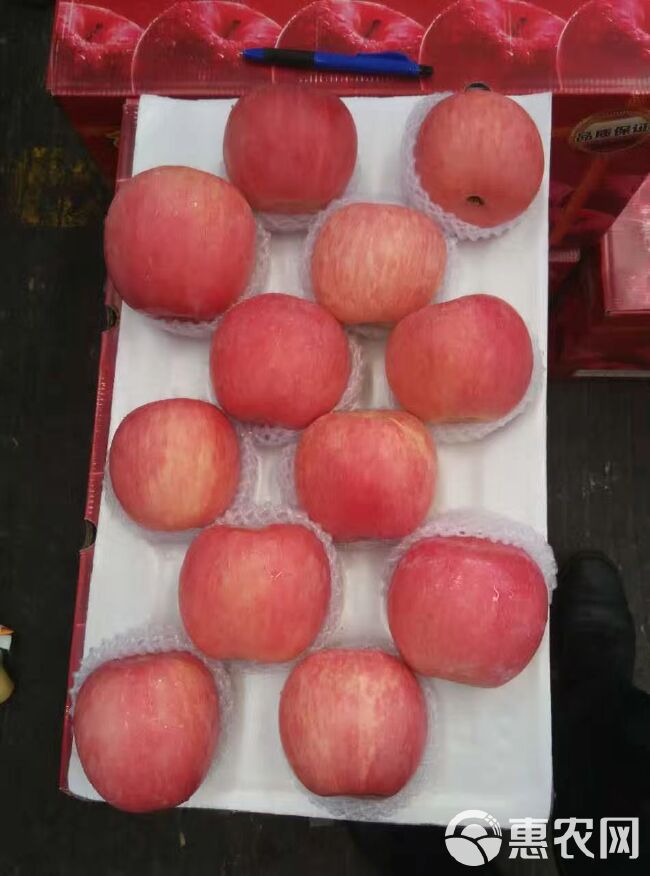 红富士苹果 红富士批发，万亩果园，产地直销 一手货源 常年供应