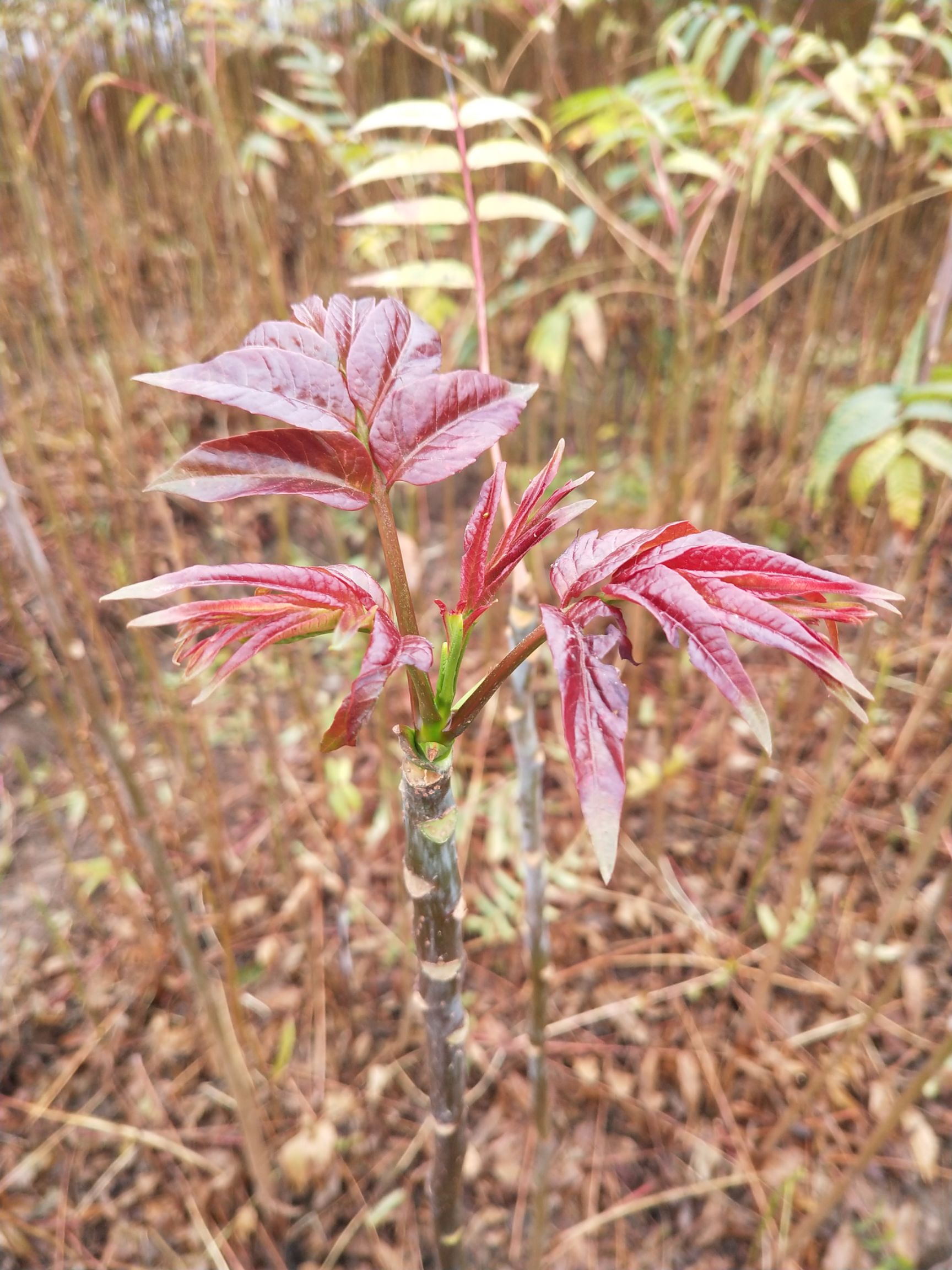 红香椿苗  红芽香椿苗  香椿苗 菜椿苗 100株起包邮