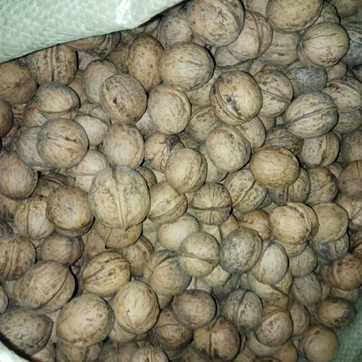 洛川县 自家果园当年产品，薄皮核桃