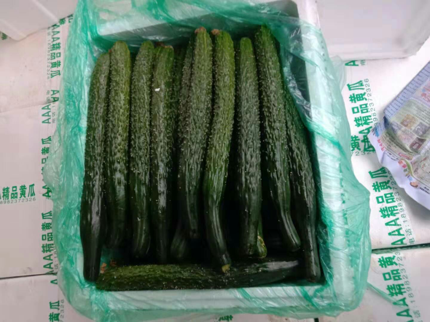 青瓜 刺黄瓜  黄瓜 海南青瓜 精品黄瓜