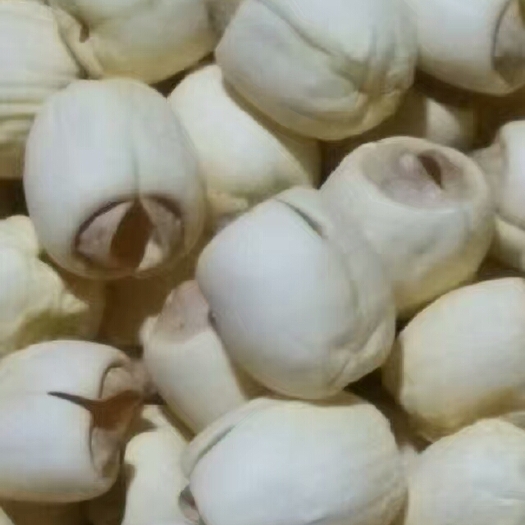 建莲  建宁贡莲，新莲纯手工制做非磨皮，个大，粉糯，天然量大从优