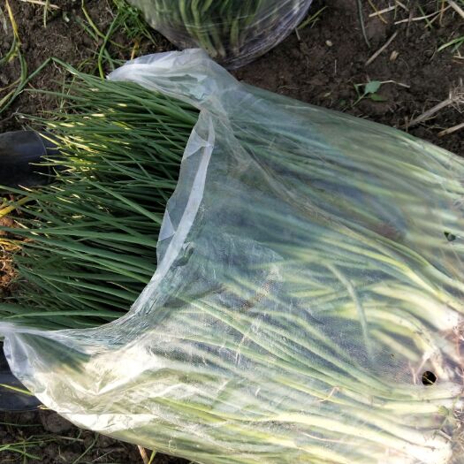 西昌市西昌小香葱每年可以供货到春节后一个月
