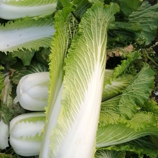 江永县绍菜  基地直供，面积百亩。每年均供应，时间断在年前十一月至
