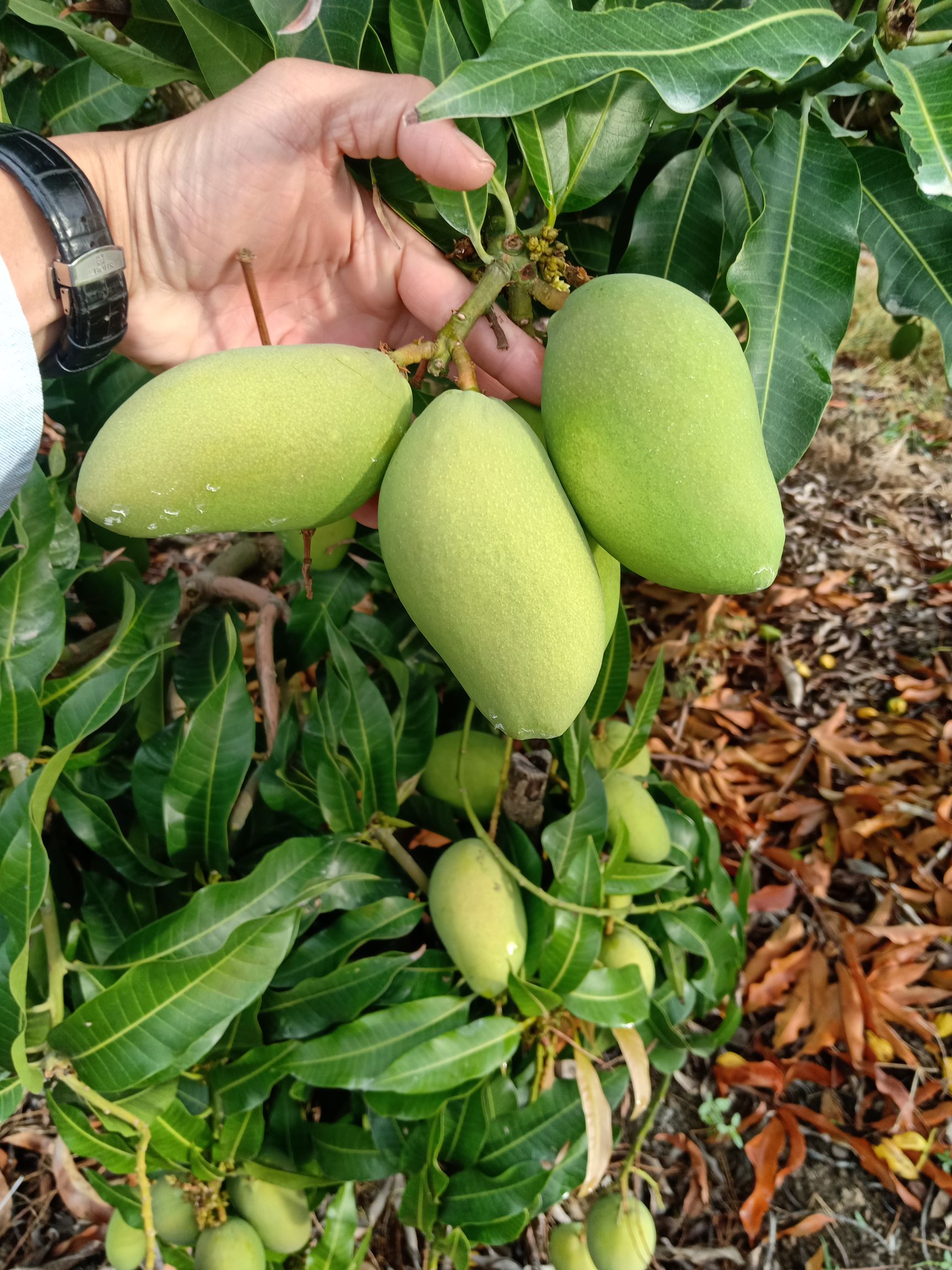 台农芒 海南热带水果