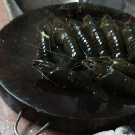 中山市澳洲淡水小龙虾 澳洲淡水小青龙