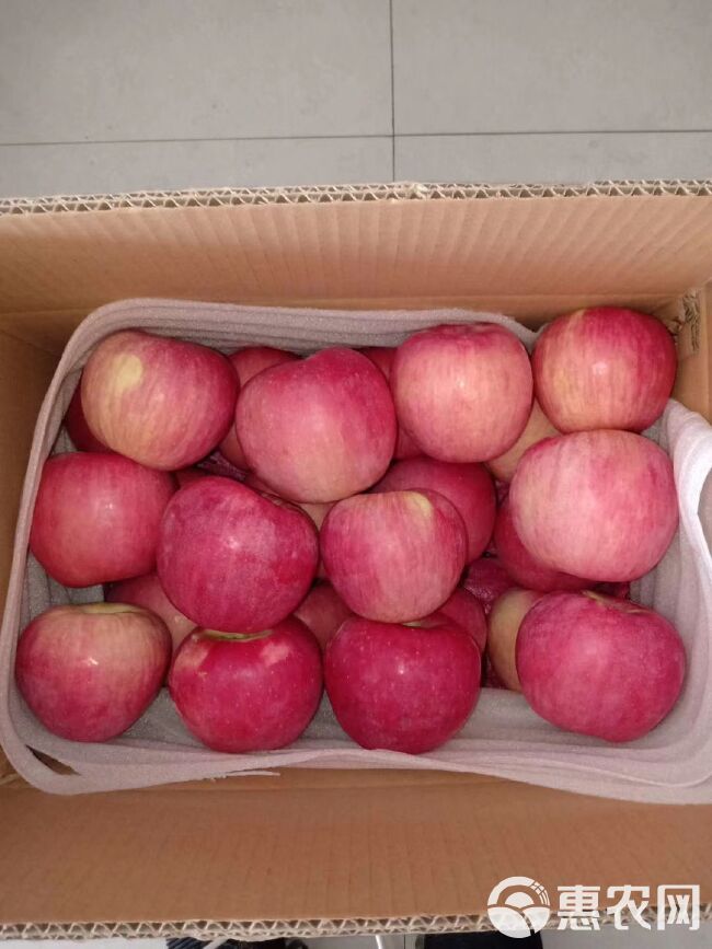 红富士苹果 红富士批发，万亩果园，产地直销 一手货源 常年供应