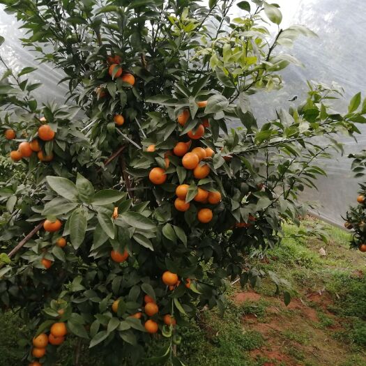 荣县沃柑 统货 1.5 - 2两