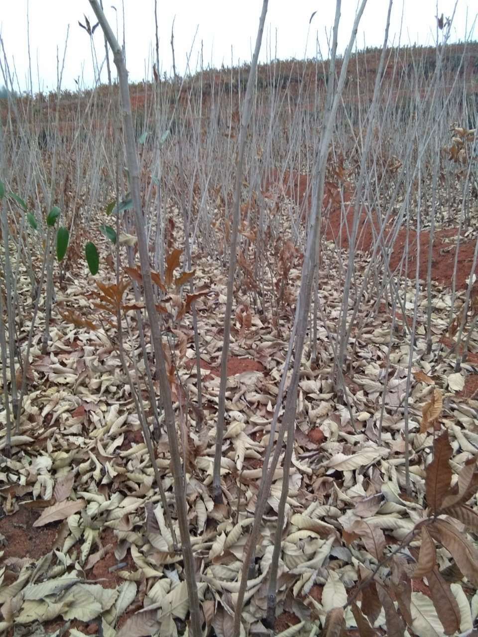 农大一号板栗苗 大量板栗苗供应，一手货源