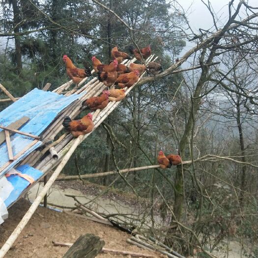 道真县 树林下散养土鸡.