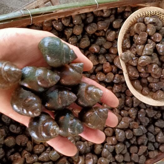 肇庆田螺  活力持久，30～50个/斤中小螺，没青苔且厚壳，量大价优。