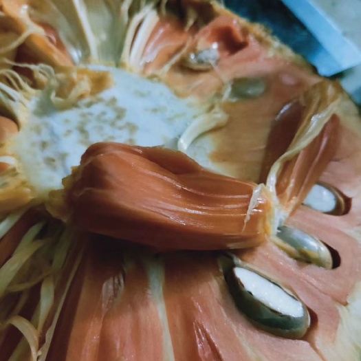 红肉菠萝蜜苗  红肉8号菠萝蜜四季