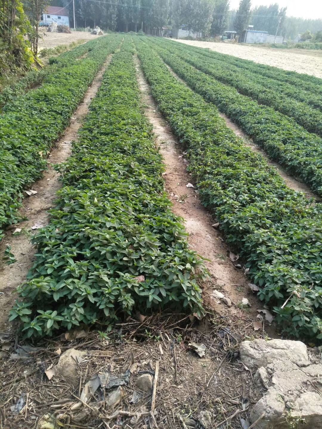 基地直供两年北花一号金银花苗0.7—1.5公分，当年开花
