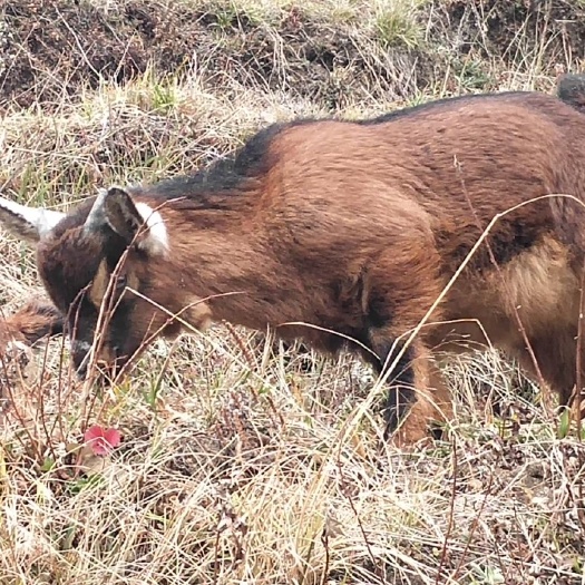 巧家县 大山上食草黄山羊