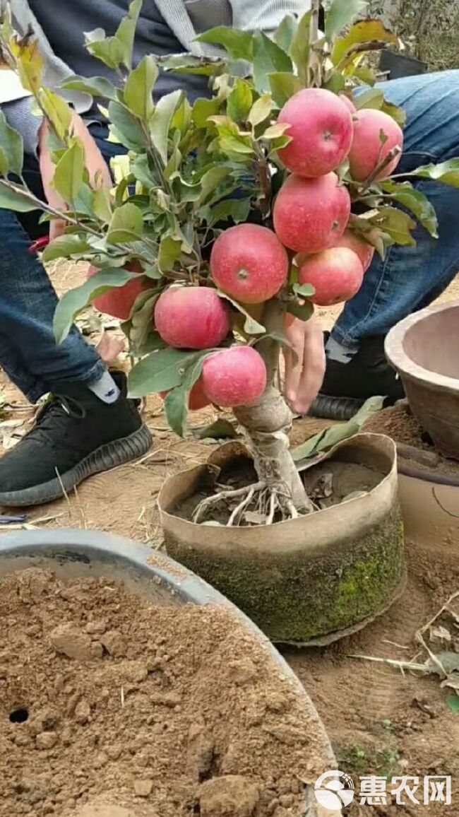 红肉苹果树苗 年后名优果树苗继续砸单中