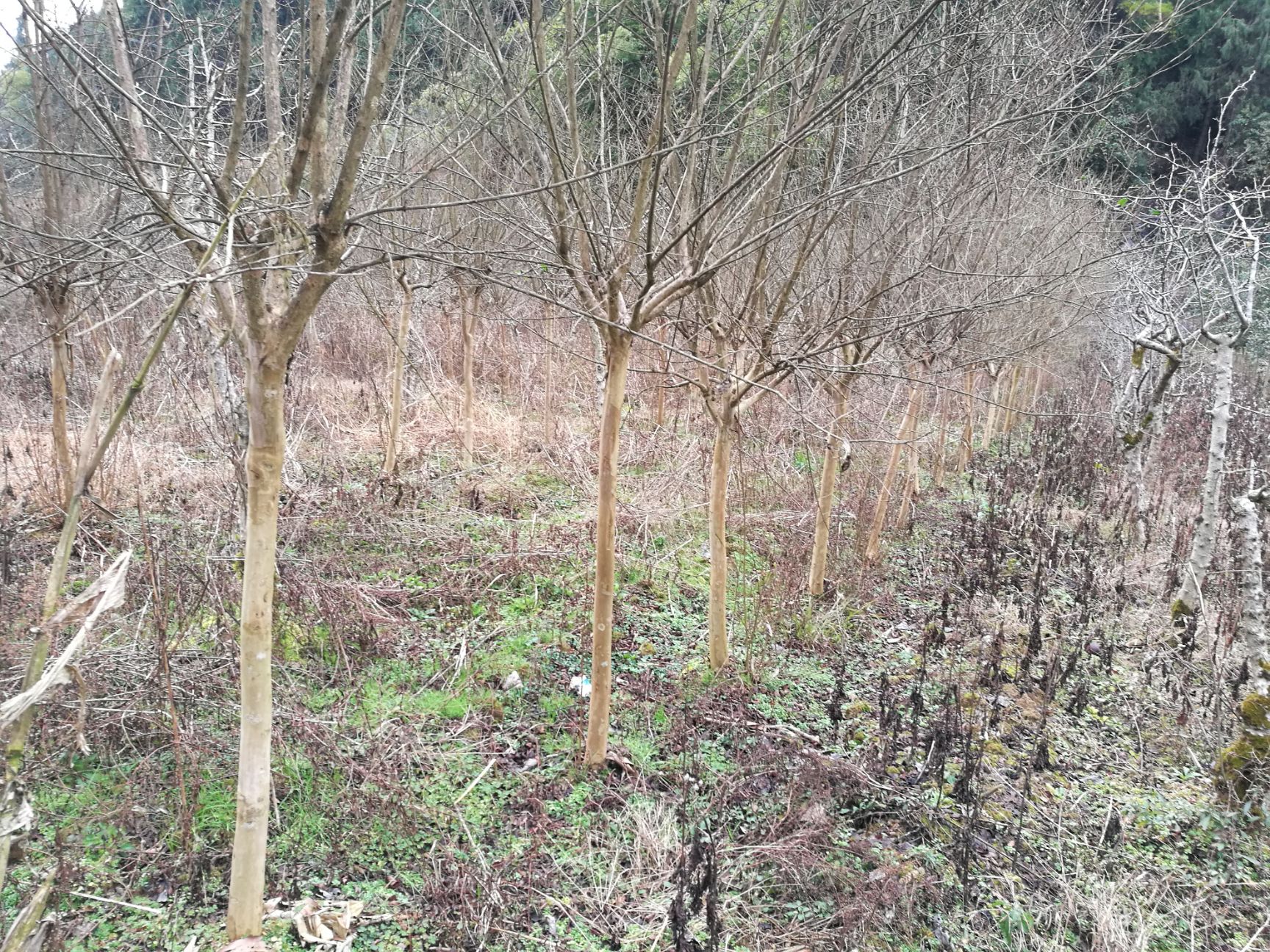 紫薇树  供应米径6～8公分紫薇苗