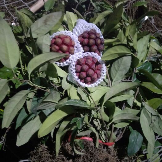 乐清市粉红黑老虎苗  黑老虎，八月瓜苗，现在是最种植期间。