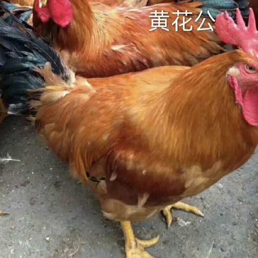 衡东县 鸡苗黄花公鸡苗红毛大个 厂家直销 快大鸡苗批发黄花公土鸡苗