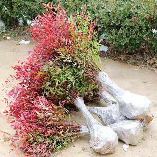 临沭县 南天竹庭院植物绿化苗木红天竹苗观叶盆栽办公室内绿植盆栽盆景
