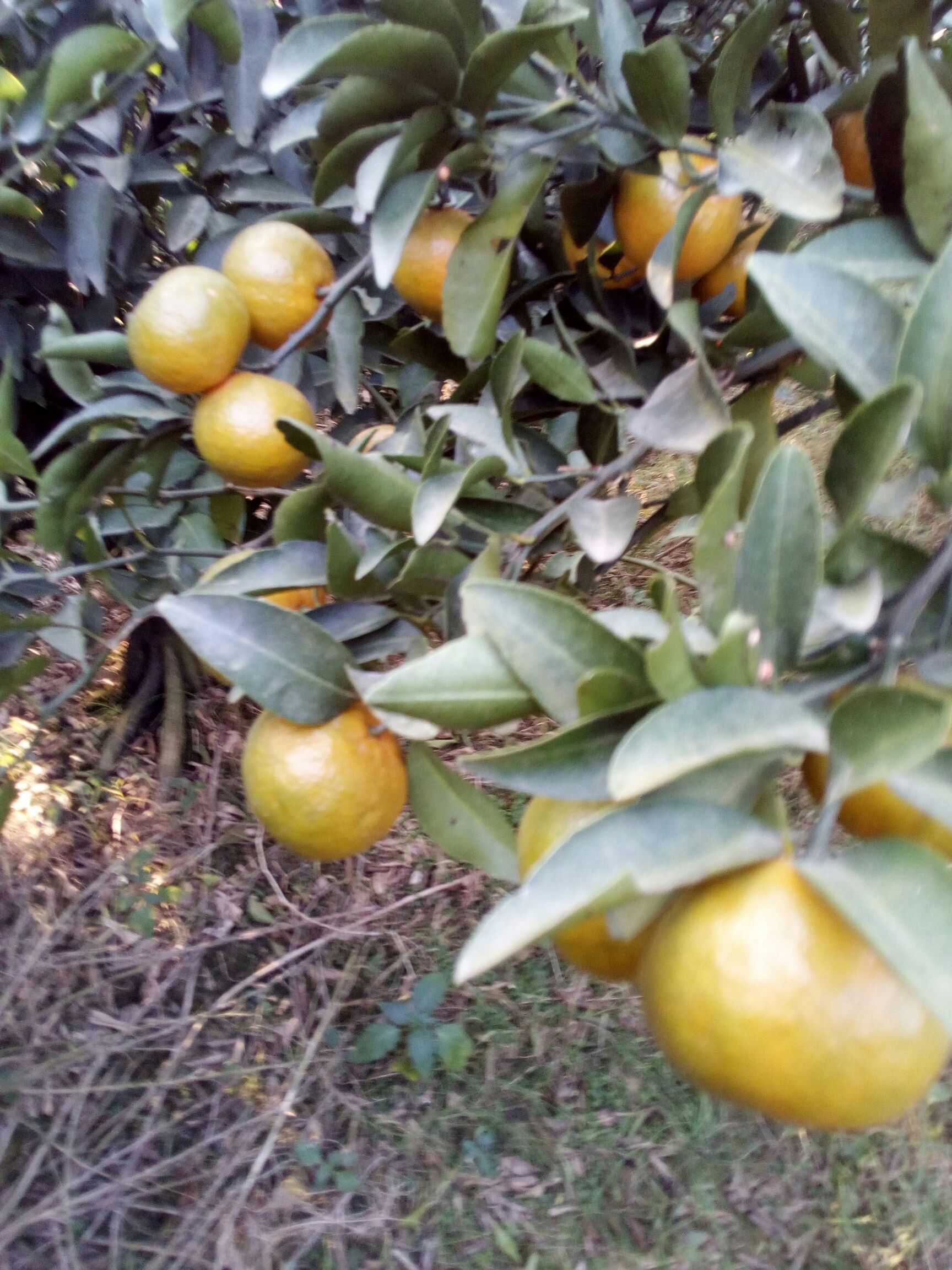 清香蜜桔 从来没有酸过的橘子