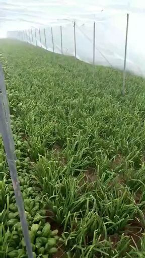 武山县 韭菜最后几天了有要的抓紧时间联系