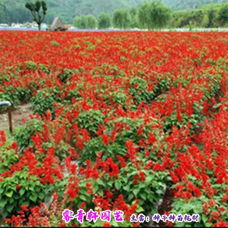 沭阳县一串红种子新种子包邮