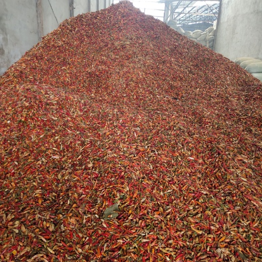 临颍县临颖辣椒产地直销，花皮辣椒打粉和做调料专用，价格优惠美丽。