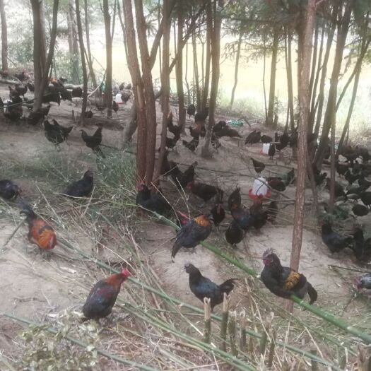 罗源县 山林散养五黑公鸡