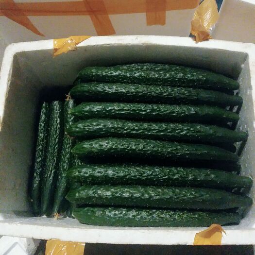 三亚青瓜 刺黄瓜  黄瓜 海南青瓜 精品黄瓜