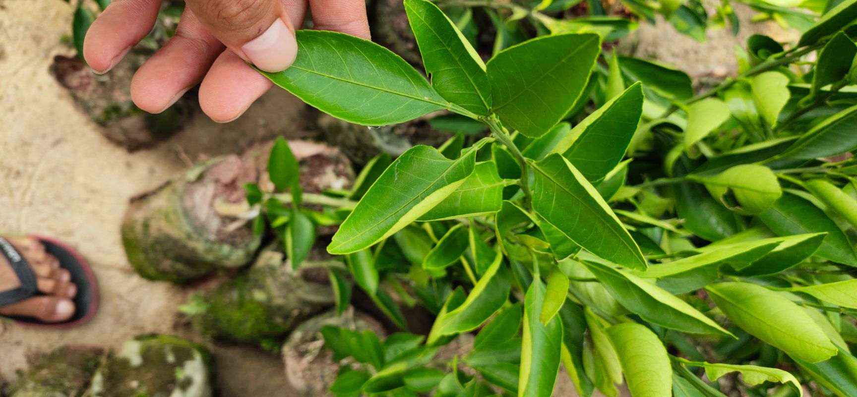 特早熟由良蜜桔苗 早熟柑由良蜜桔