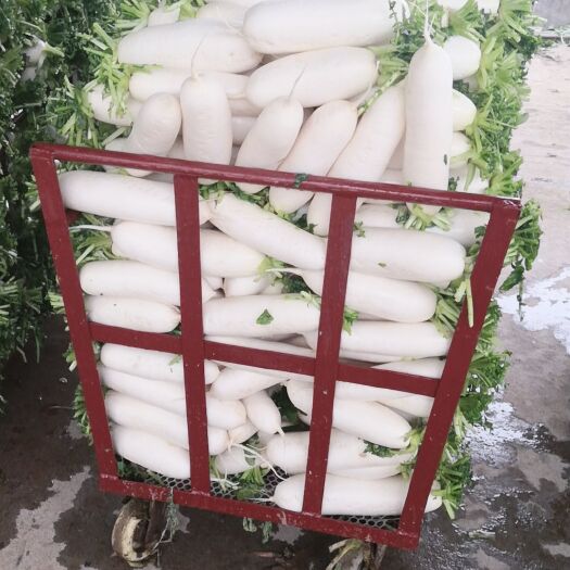 重庆市精品白萝卜大量上市，诚信合作