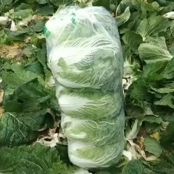 岳阳 黄心大白菜，品种多多