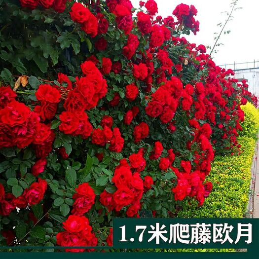 临沭县爬蔷薇 墙微花树苗 攀爬花苗藤爬藤月季阳台玫瑰四季开花欧月花