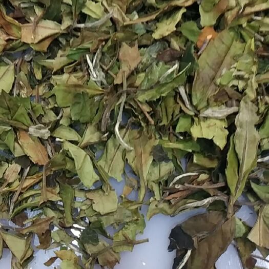 福安市 大豪白茶