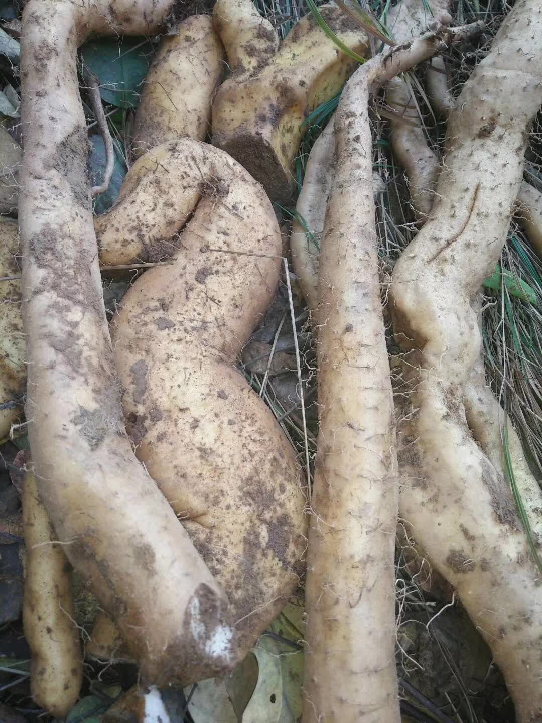  野生山药。