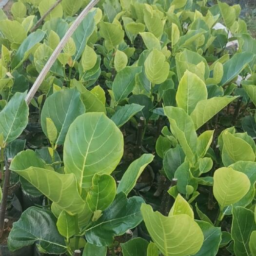 白沙县 马来西亚1号菠萝蜜苗