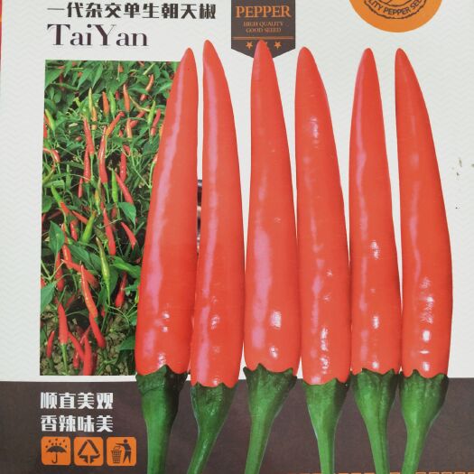 商丘 高辣单生朝天椒种子/包回收/泰焰828