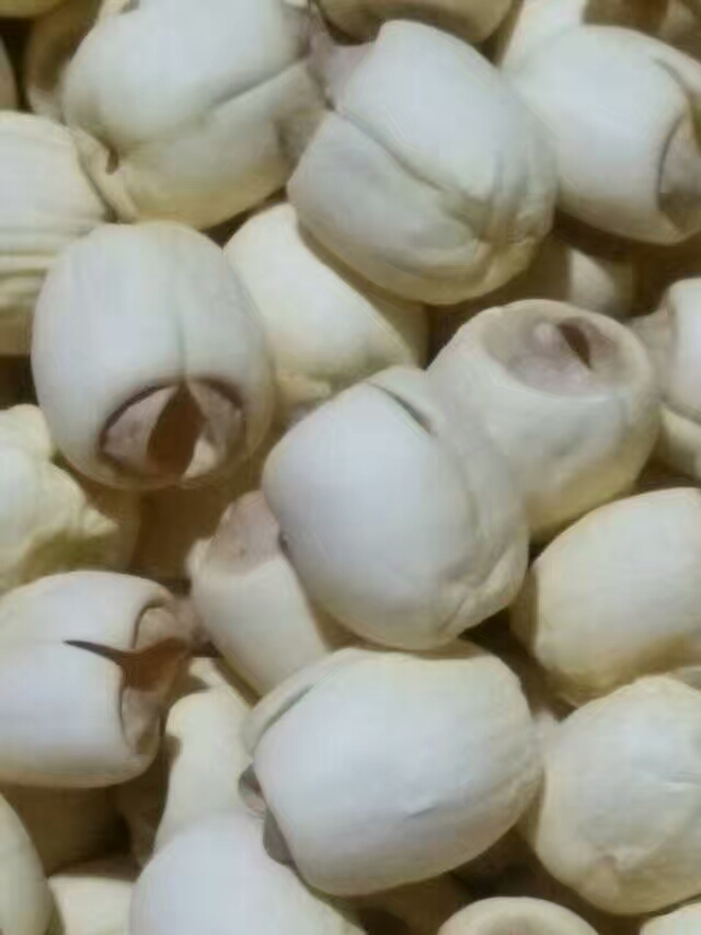 建莲  建宁贡莲，新莲纯手工制做非磨皮，个大，粉糯，天然量大从优
