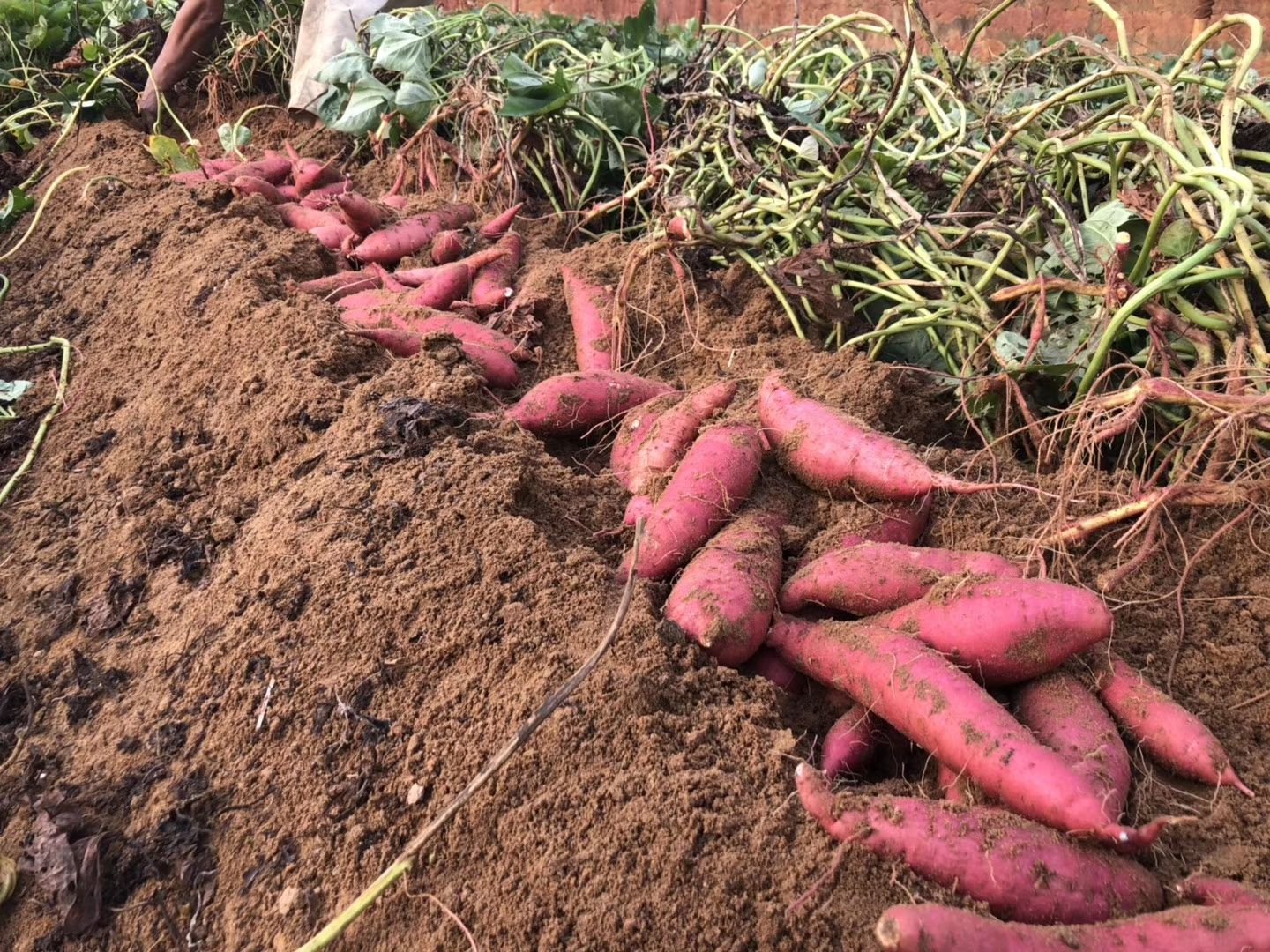 红薯  蜜薯   地瓜  六鳌地瓜 价格便宜  量大优惠
