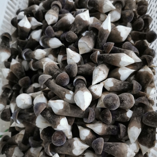 单县 新鲜黑皮鸡枞菌大量上市寻找优质客户
