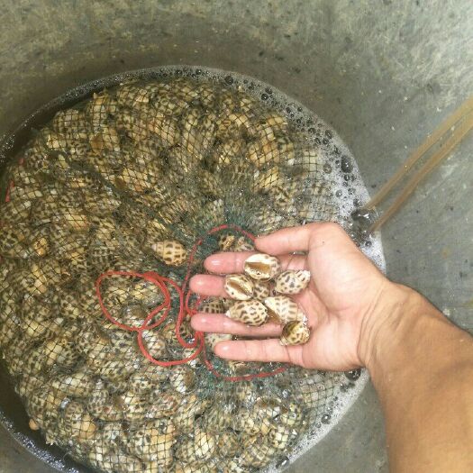 东山县鱼蛋白 高蛋白