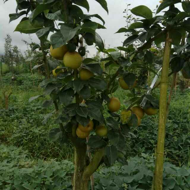 翠冠梨苗  品种好，搭配授粉树，苗子粗壮，易成活。