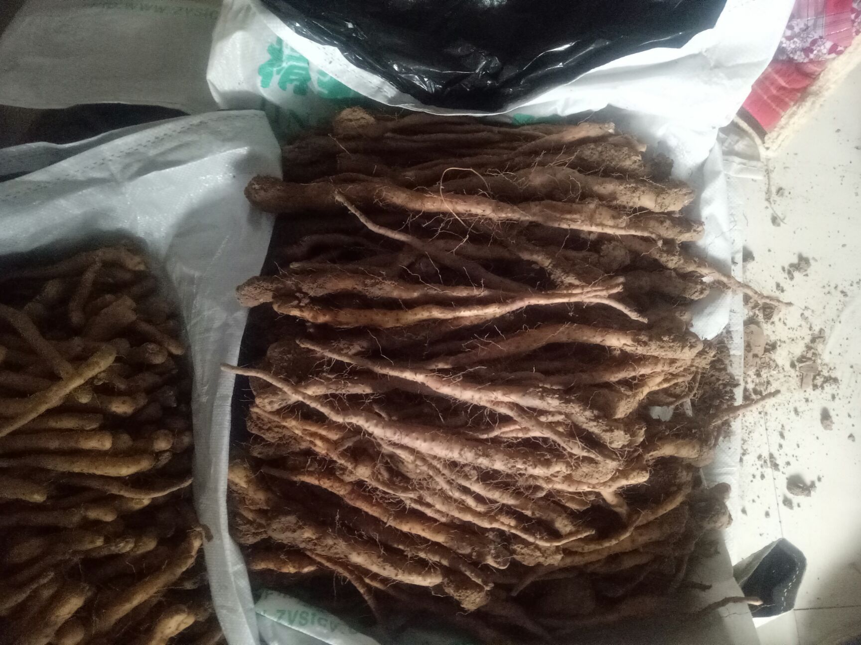  正宗垆地山药种苗